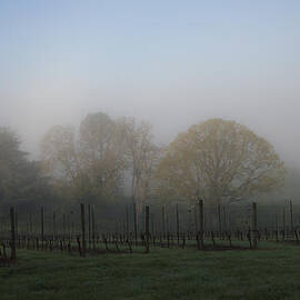 Foggy Vineyard Morning by Jean Noren