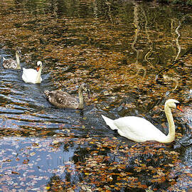 Follow me by Shirley Mitchell
