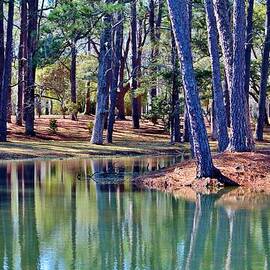 Forest Beauty by Cynthia Guinn