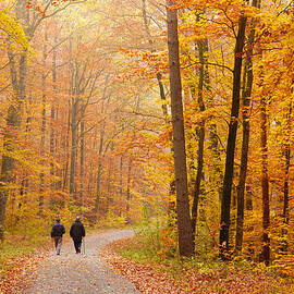 Forest in fall - trees with beautiful autumn colors