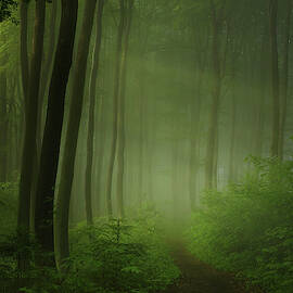 Forest Morning by Norbert Maier