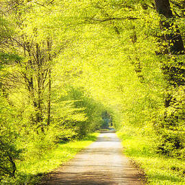 Forest path in spring with bright green trees by Matthias Hauser