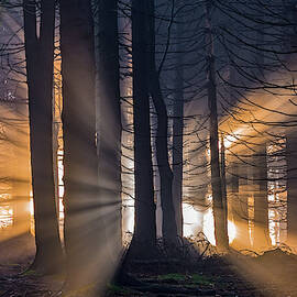 Forest by Tom Pavlasek
