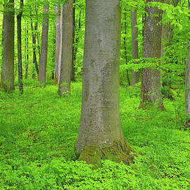Forest With Beech Tree by Raimund Linke