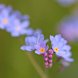 Forget Me Nots by Peggy Collins