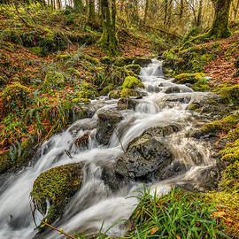 Forest Stream by Adrian Evans