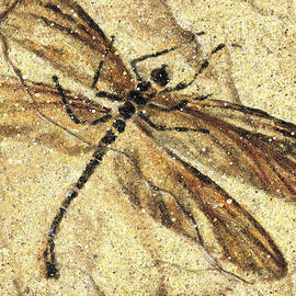 Fossil Dragonfly by JQ Licensing