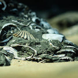 Fossil Fragments by Rebecca Sherman