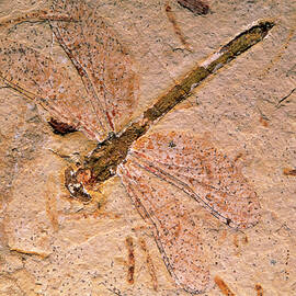 Fossil Of A Procordulagomphus Xavieri Dragonfly by Science Photo Library