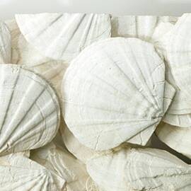 Fossil Scallops by Science Photo Library