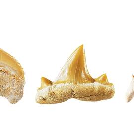 Fossil Shark Teeth. by Science Photo Library