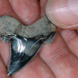 Fossil Shark Tooth by Science Photo Library