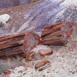 Fossilised Trees In Petrified Forest National Park by Science Photo Library