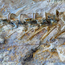 Fossilized Dinosaur Backbone - Dinosaur National National Monument by Gary Whitton