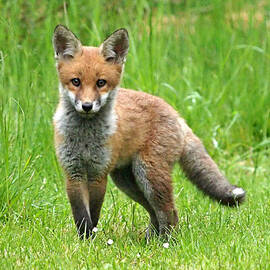 Fox Cub Watching You