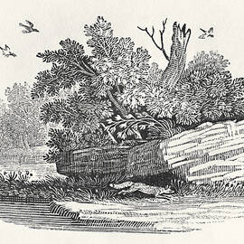 Fox Escaping, From The General History Of Quadrupeds, Published 1790  Wood Engraving by Thomas Bewick