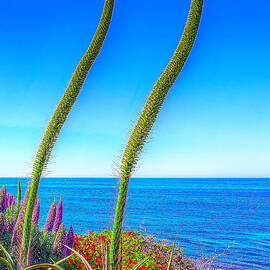 Foxtails on the Pacific by Jim Carrell