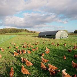 Free Range Chickens by Science Photo Library