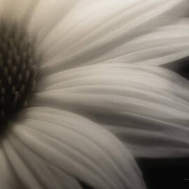 Free Will by Macro Abundance Art