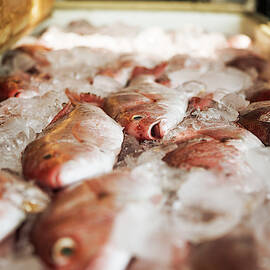 Freshly Caught Red Snapper Are Packed by Chris Ross