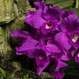 Freshly Watered Violet Orchids by Georgia Mizuleva