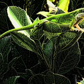 Fractal Nature South Carolina Green Lizard