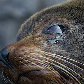 Galapagos Fur Seal, Genovesa Island by Peter Essick
