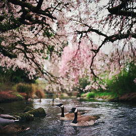 Geese In A Creek Under Cherry Trees by Danielle D. Hughson