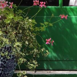 Geraniums and Green Door