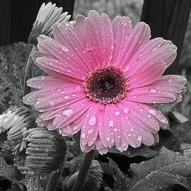 Gerbera Pink by MTBobbins Photography