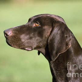 German Short-haired Pointer Dog by John Daniels