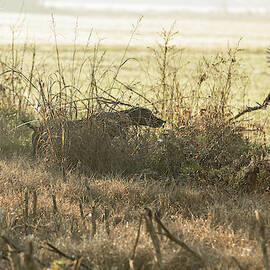 German Shorthaired Pointer Hunting by Eddie Gianelloni Media