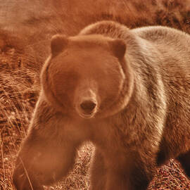 Getting a bit too close by Jeff Folger