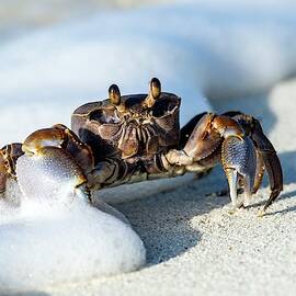 Ghost Crab In The Foam Line by Science Photo Library