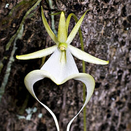 Ghost Orchid by HAL HORWITZ