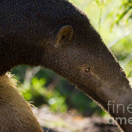 Giant Anteater 7D9055 by Wingsdomain Art and Photography