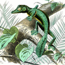 Giant Leaf-tailed Gecko by Science Photo Library