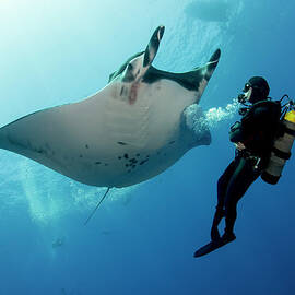 Giant Manta Ray With A Scuba Diver by Gerard Soury