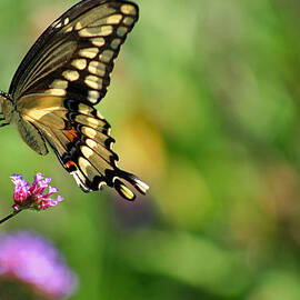 Giant Swallowtail Butterfly by Karen Adams