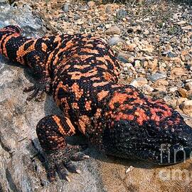 Gila Monster by Dante Fenolio