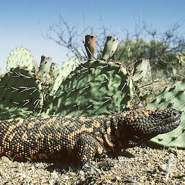Gila Monster Heloderma S. Suspectum by GERALD C. KELLEY