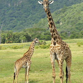 Giraffe Mother And Calftanzania by Thomas Marent