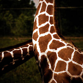 Giraffe Necks At A Zoo In Des Moines by Elyse Butler