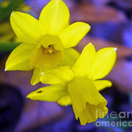 Glowing Daffodils 