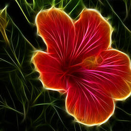 Glowing Hibiscus