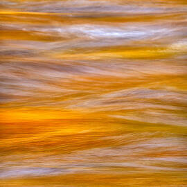 Gold On The Swift by Jeff Sinon