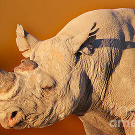 Golden Black Rhino Bull by Andries Alberts
