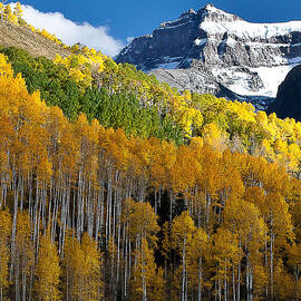 Golden Hillside