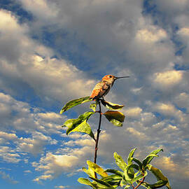 Golden Hour Hummingbird