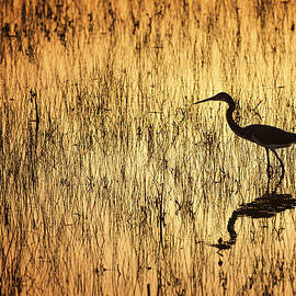 Golden Hour by Mike Lang
